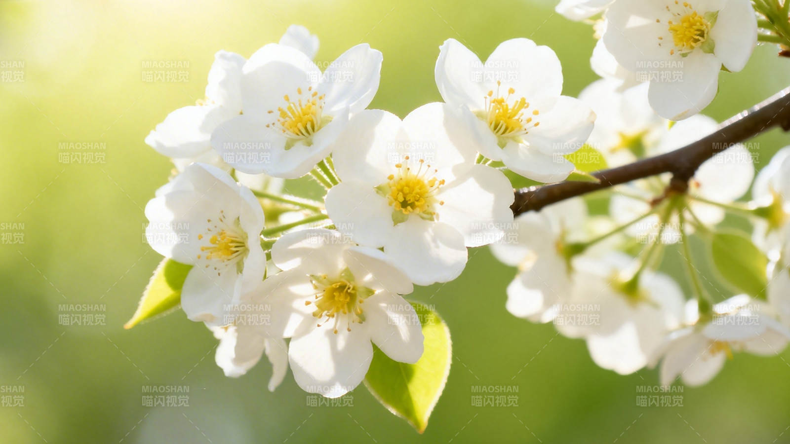 春日白花绽放枝头图片