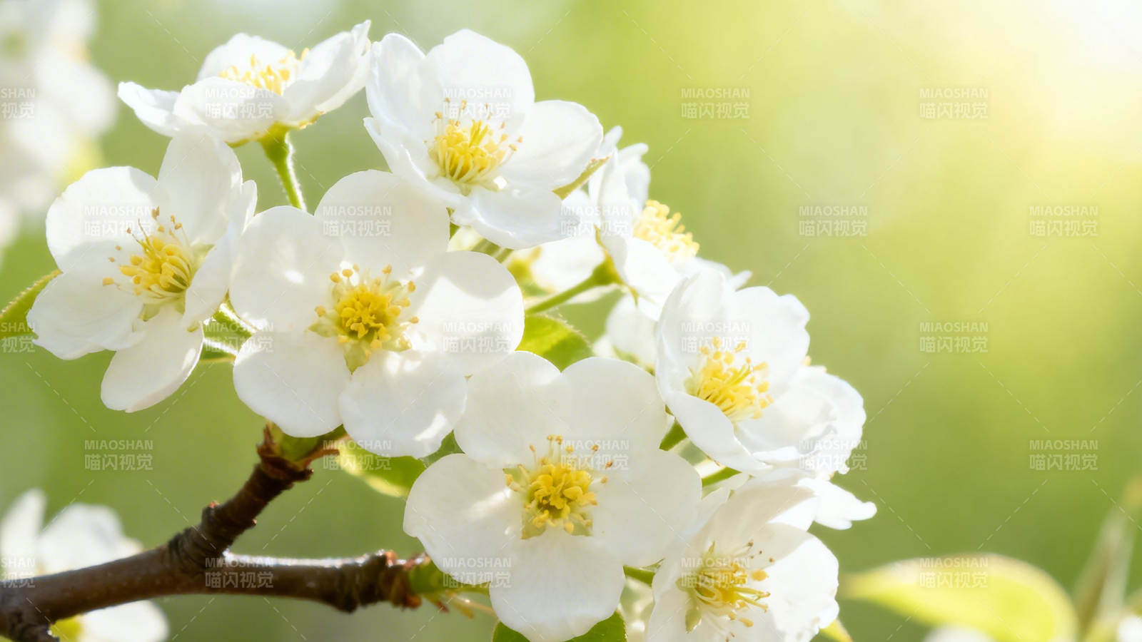 春日白花绽放枝头图片