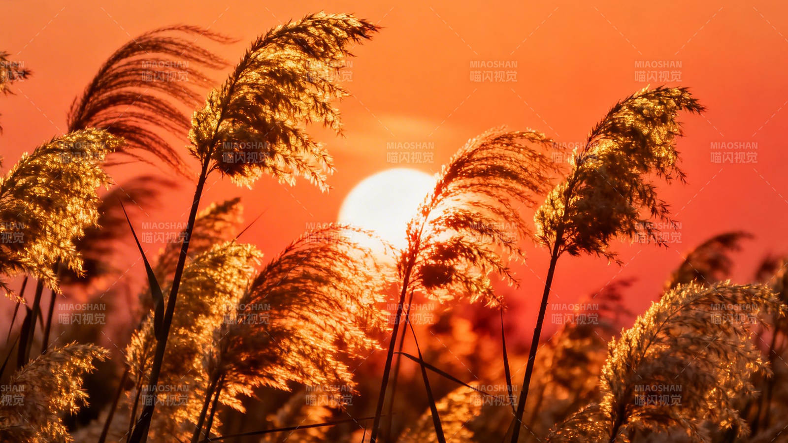 夕阳芦苇舞金辉图片