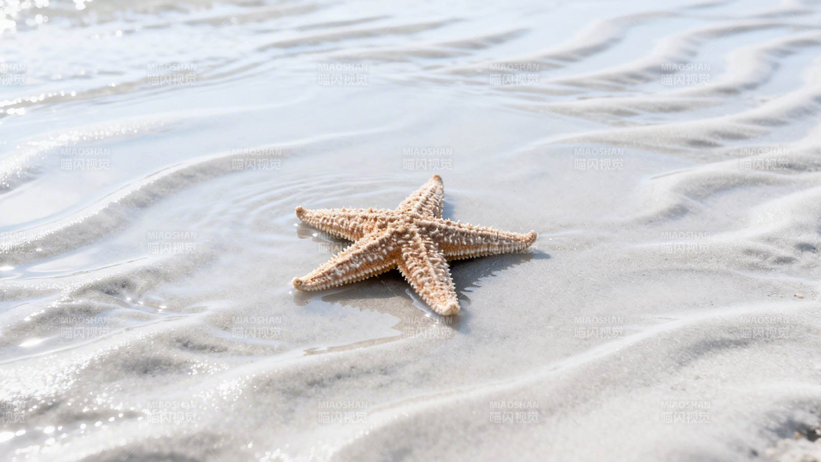 沙滩上的海星图片