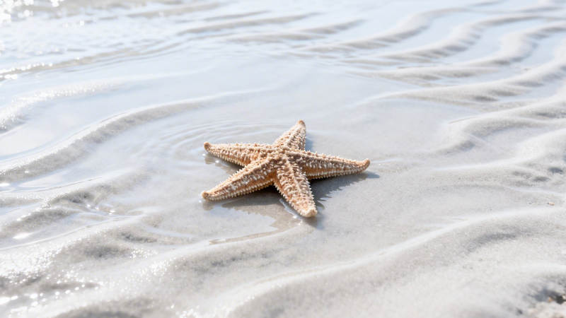 沙滩上的海星图片