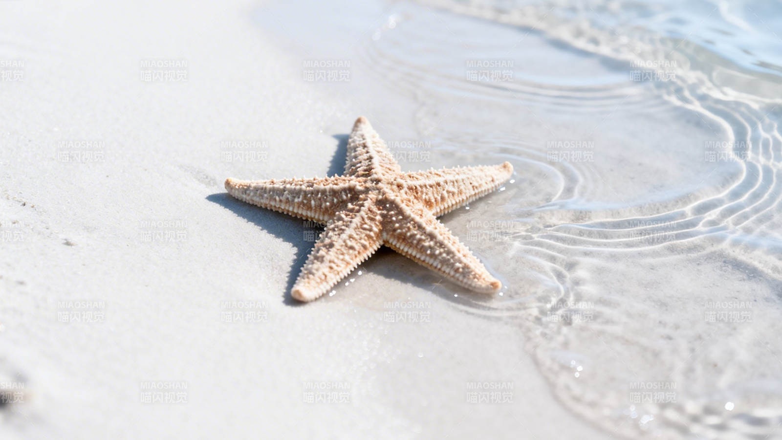 海星静卧沙滩 浪花轻抚图片