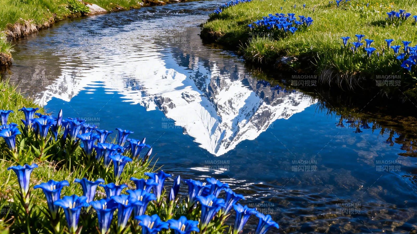 雪山倒映溪 蓝花绕水开图片