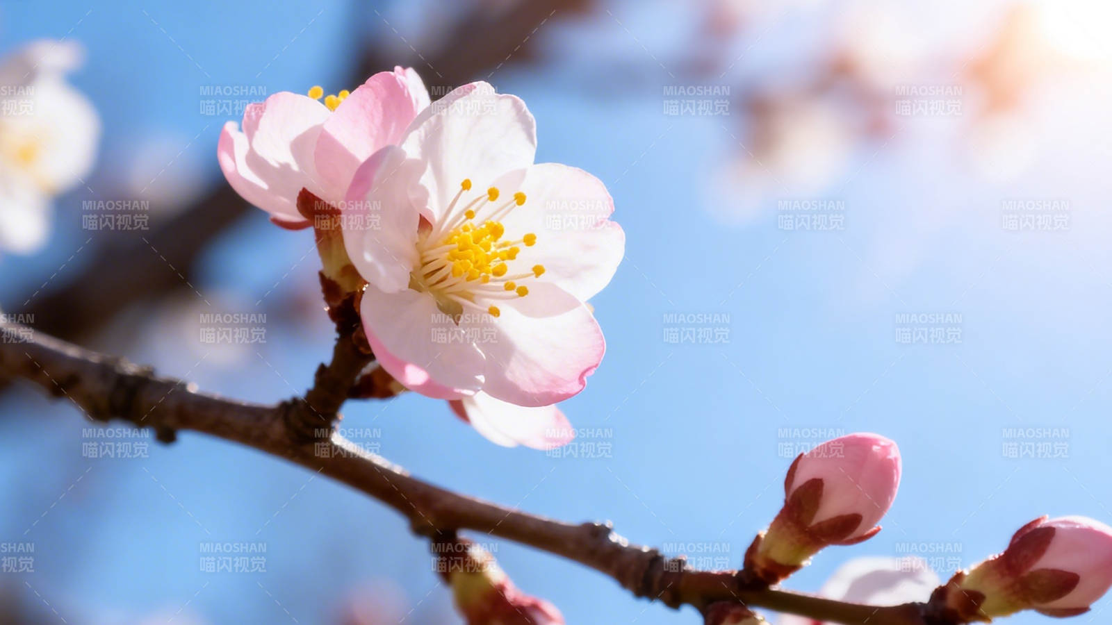 春花绽放 粉嫩迎蓝天图片