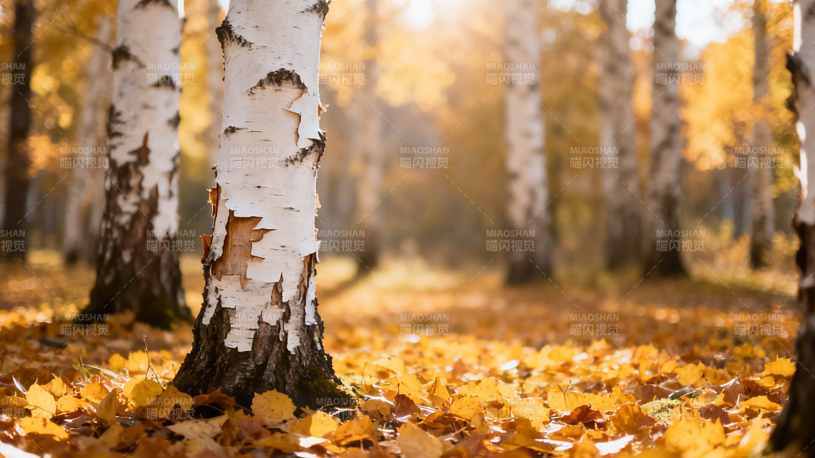 秋日白桦林 金叶铺满地图片