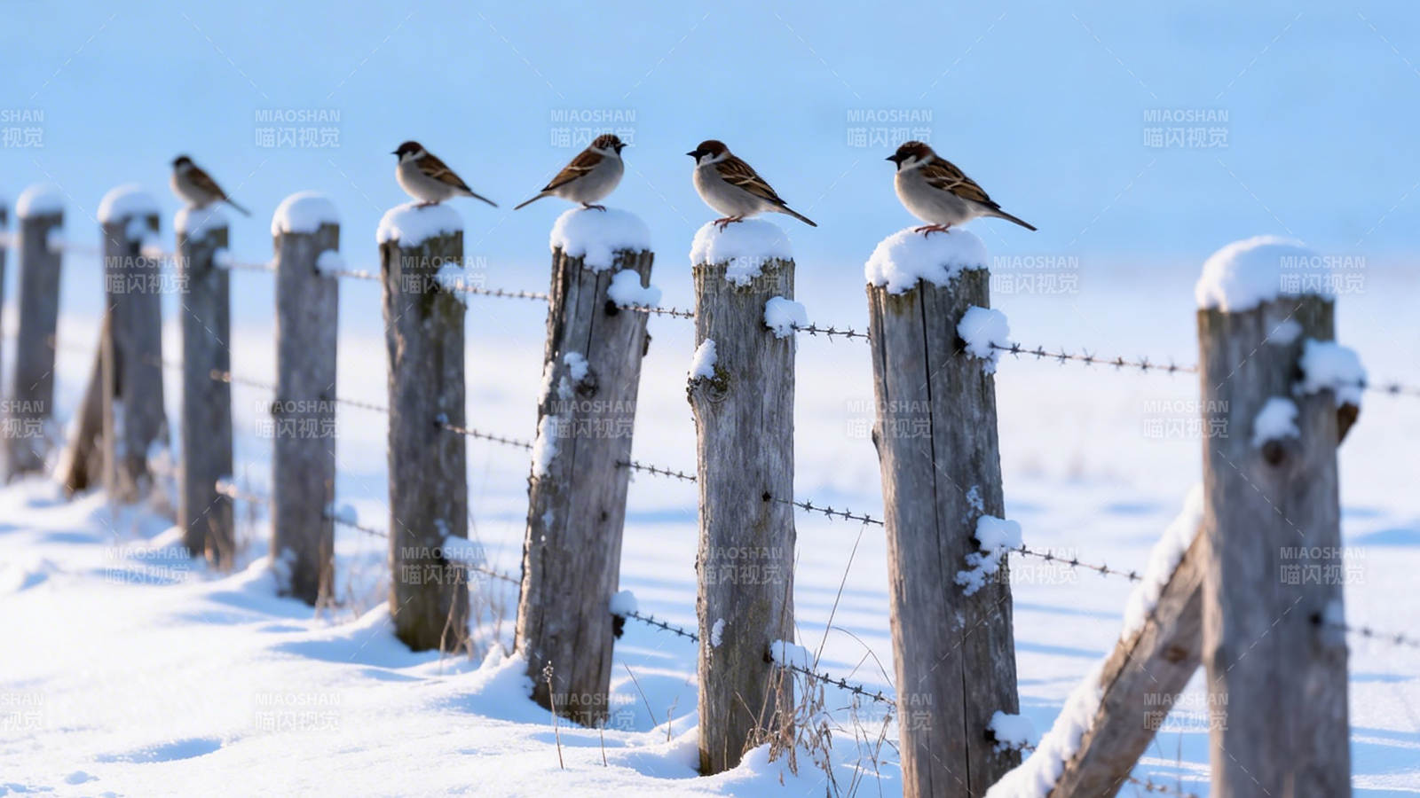 雪落 fence 雀栖木桩上图片