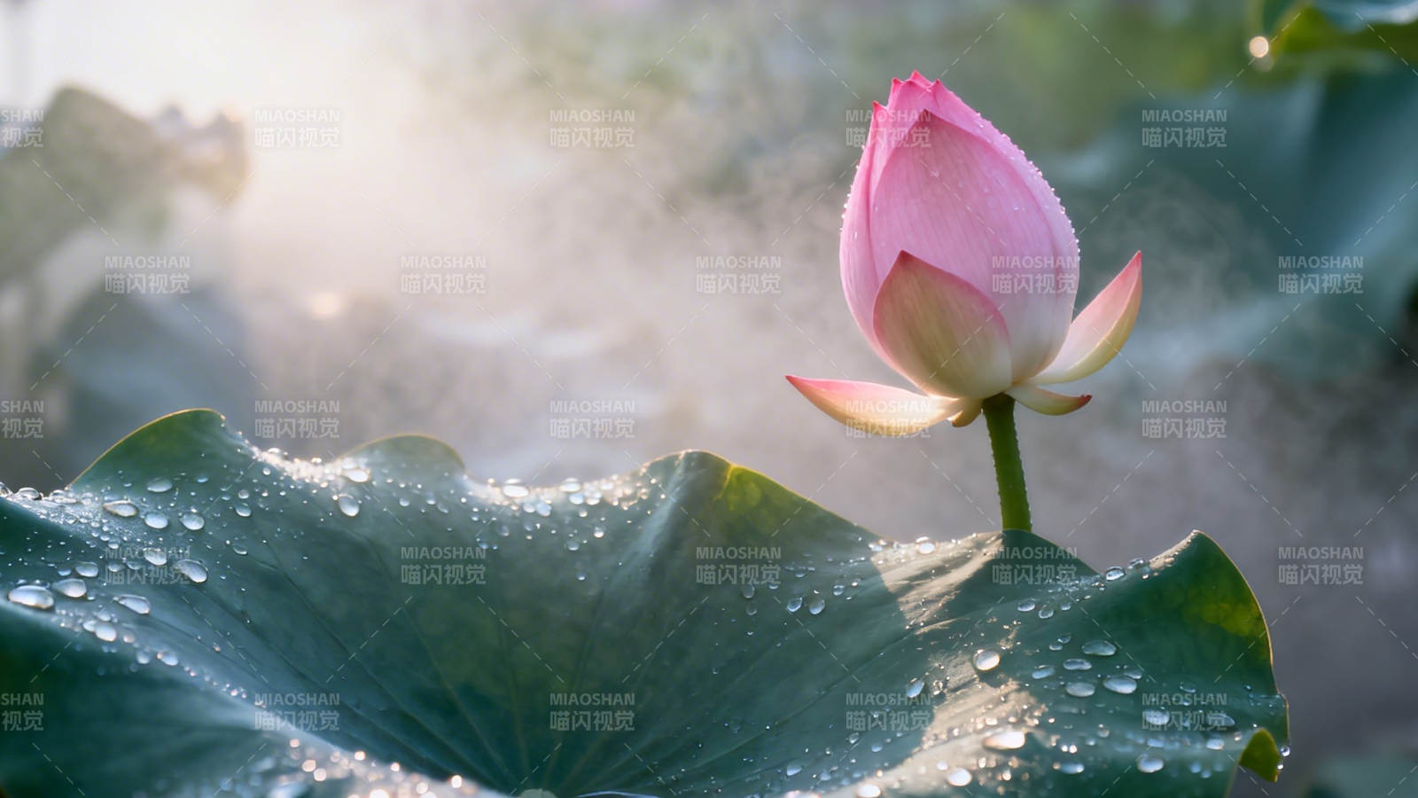 晨露映粉荷 雾中绽放美图片