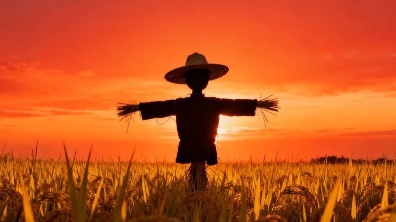 夕阳下的稻草人守望麦田图片