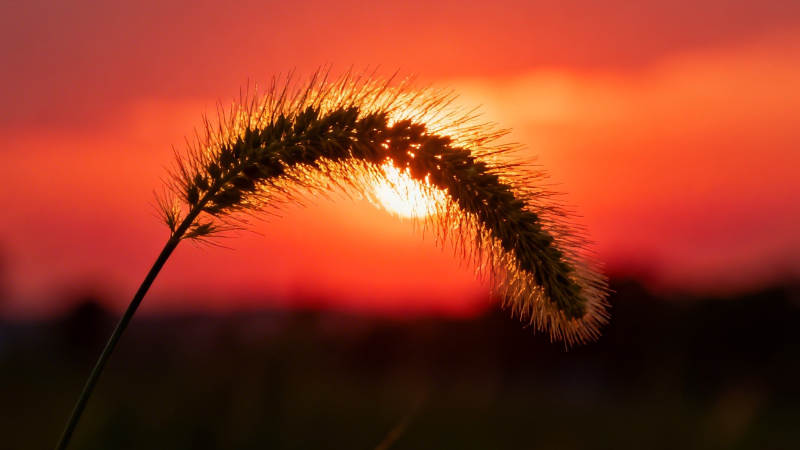 夕阳下的麦穗剪影图片