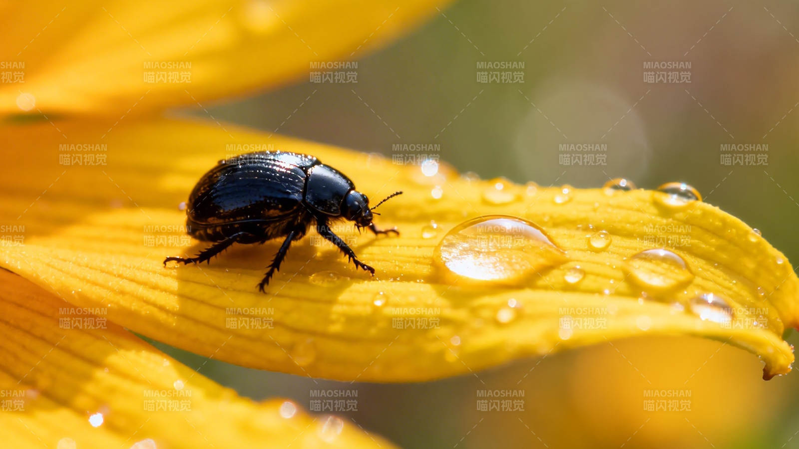 黄叶黑甲虫 露珠映晨光图片