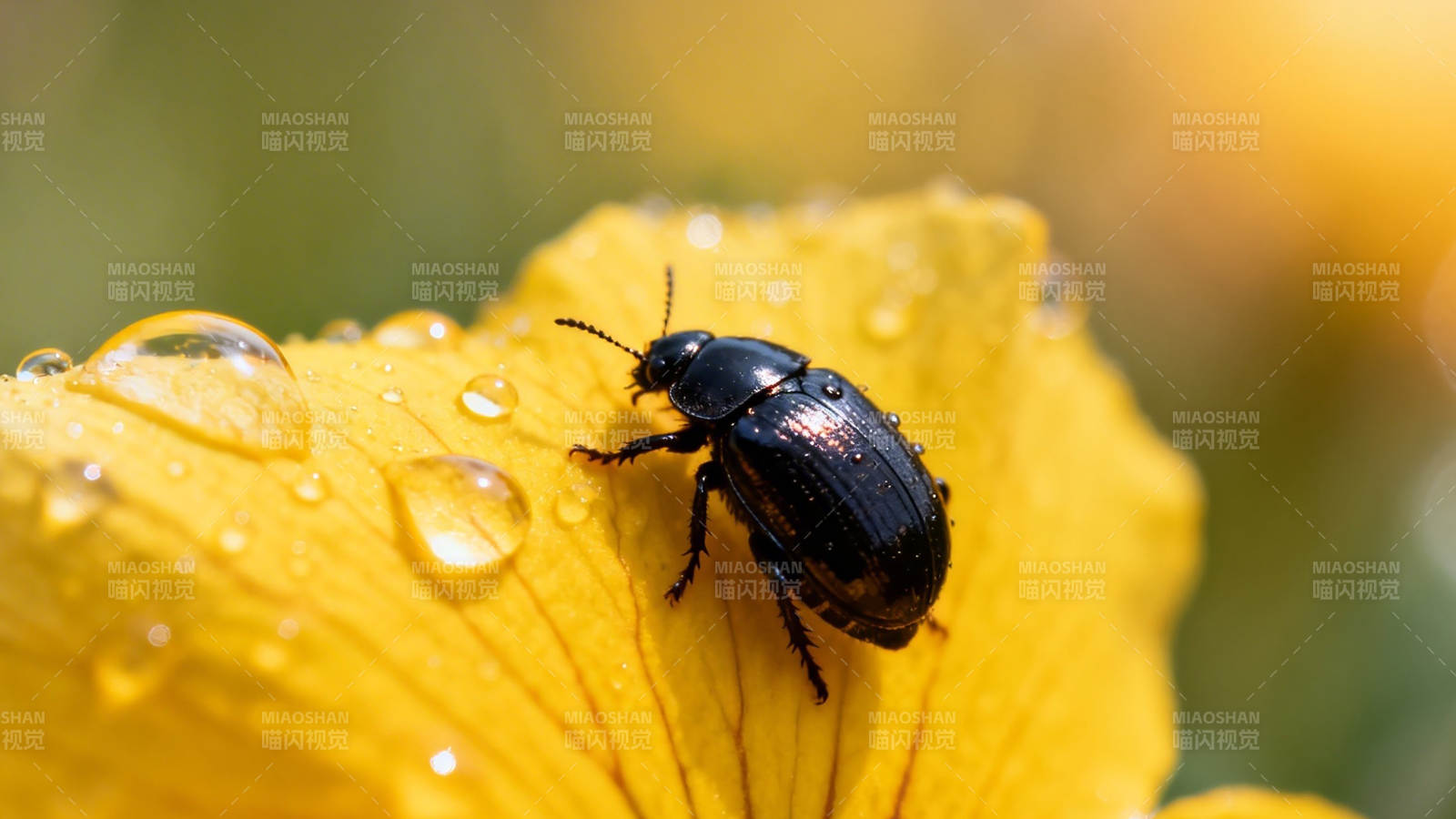 黑甲虫栖黄花 露珠晶莹伴图片