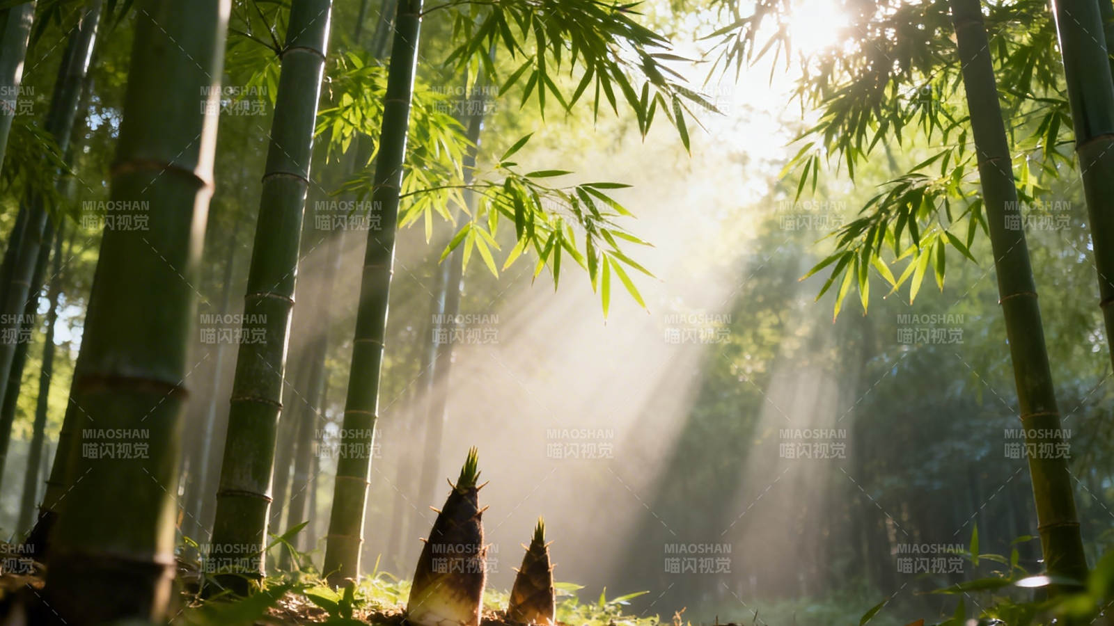 竹林晨光 新笋破土迎曦图片