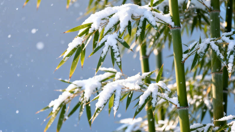 雪压青竹 清雅如画图片