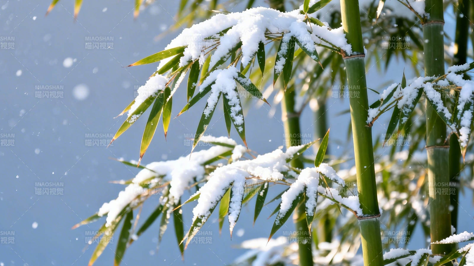 雪压青竹 清雅如画图片