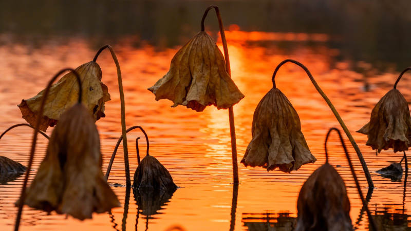 残荷映夕阳 静美如诗画图片