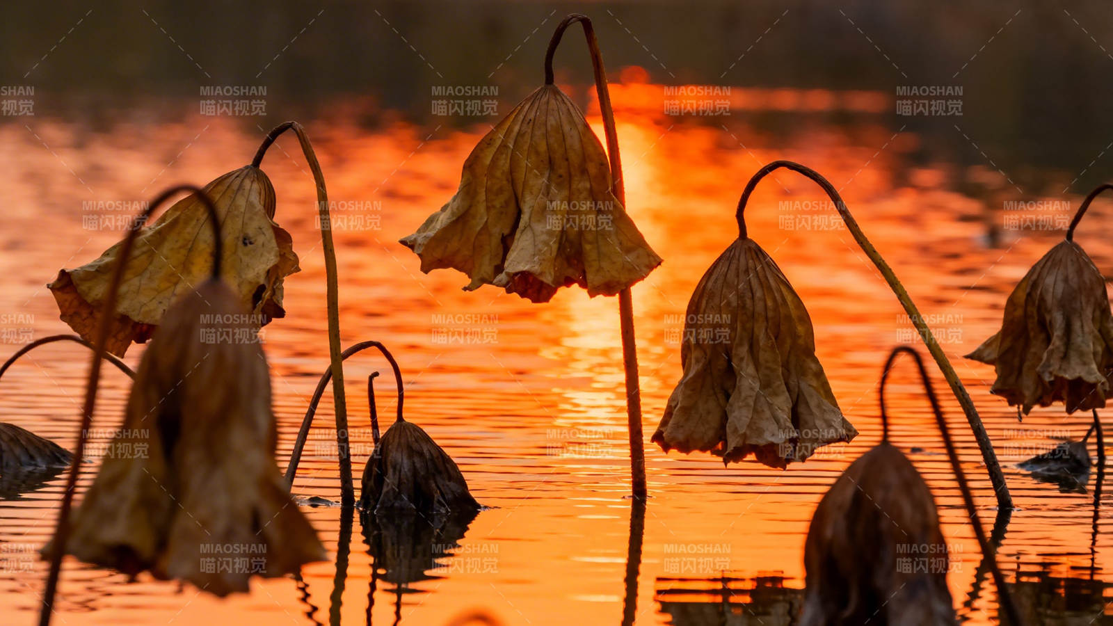 残荷映夕阳 静美如诗画图片