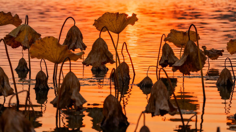 残荷映夕阳 静美如诗画图片