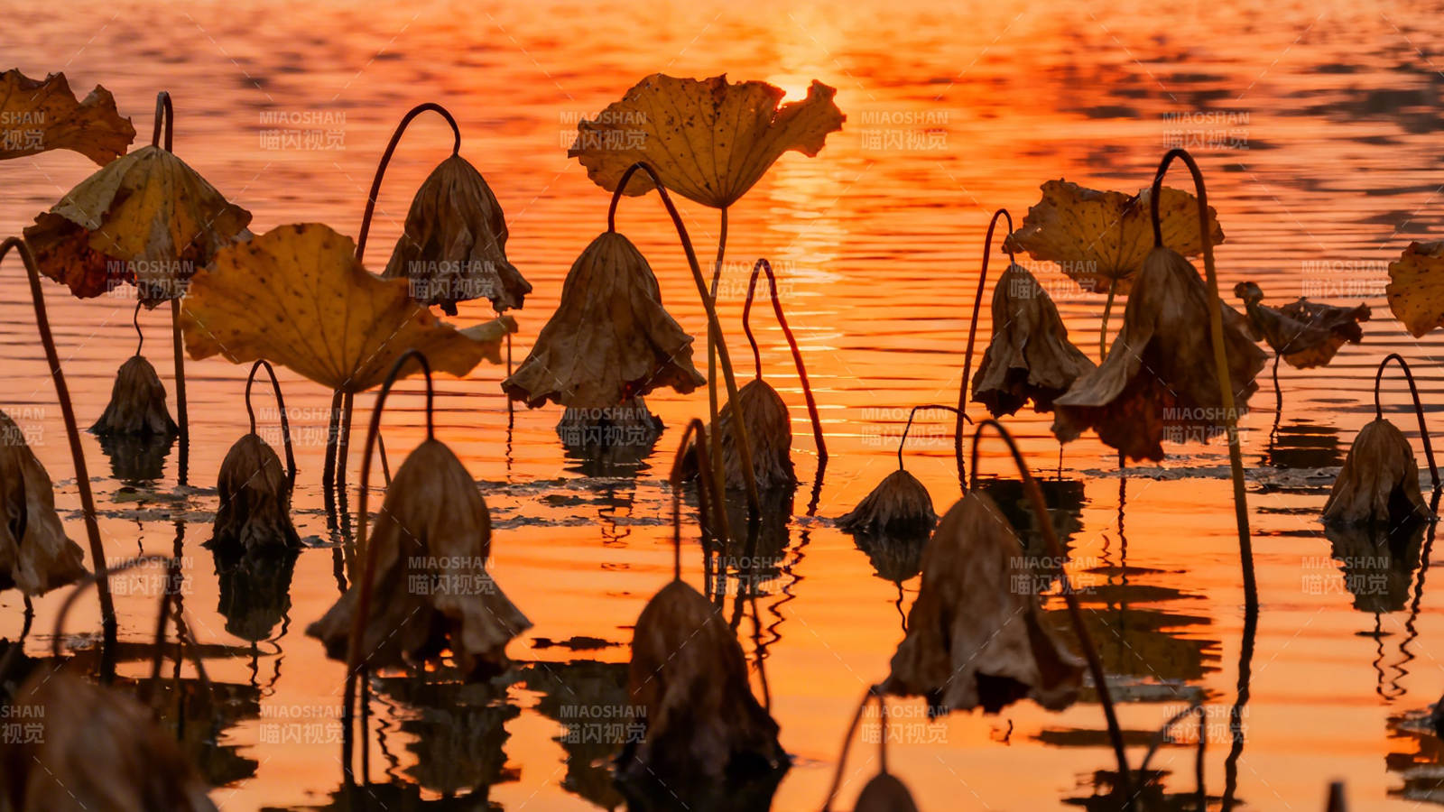 残荷映夕阳 静美如诗画图片