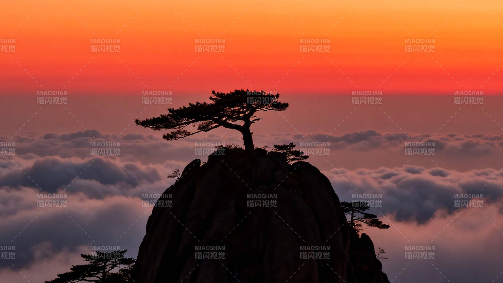 云海孤松映霞天图片