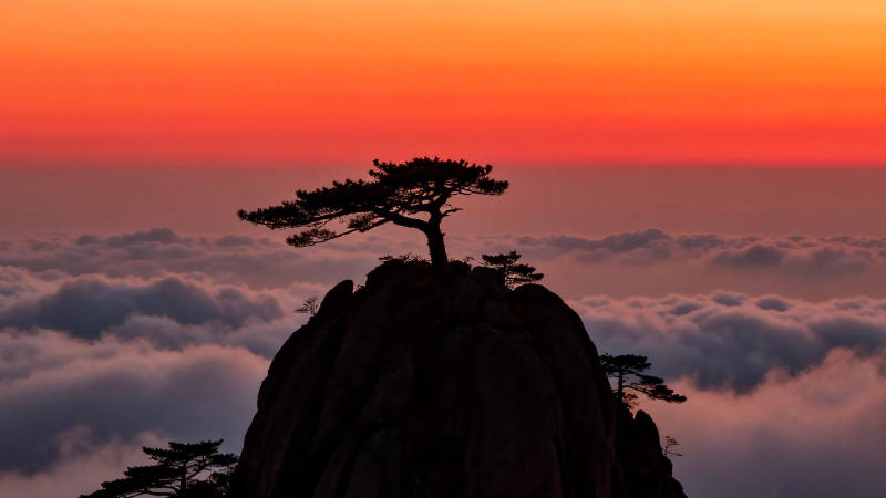 云海孤松映霞天图片