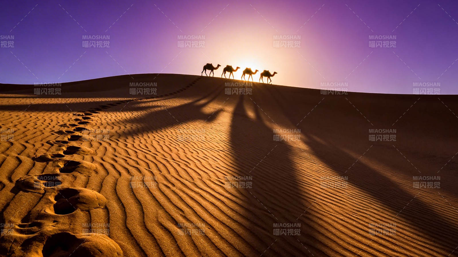 沙漠驼影 夕阳下的丝路行图片