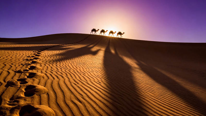 沙漠驼影 夕阳下的丝路行图片