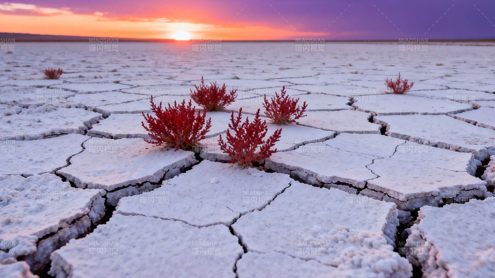盐碱地红草映夕阳图片