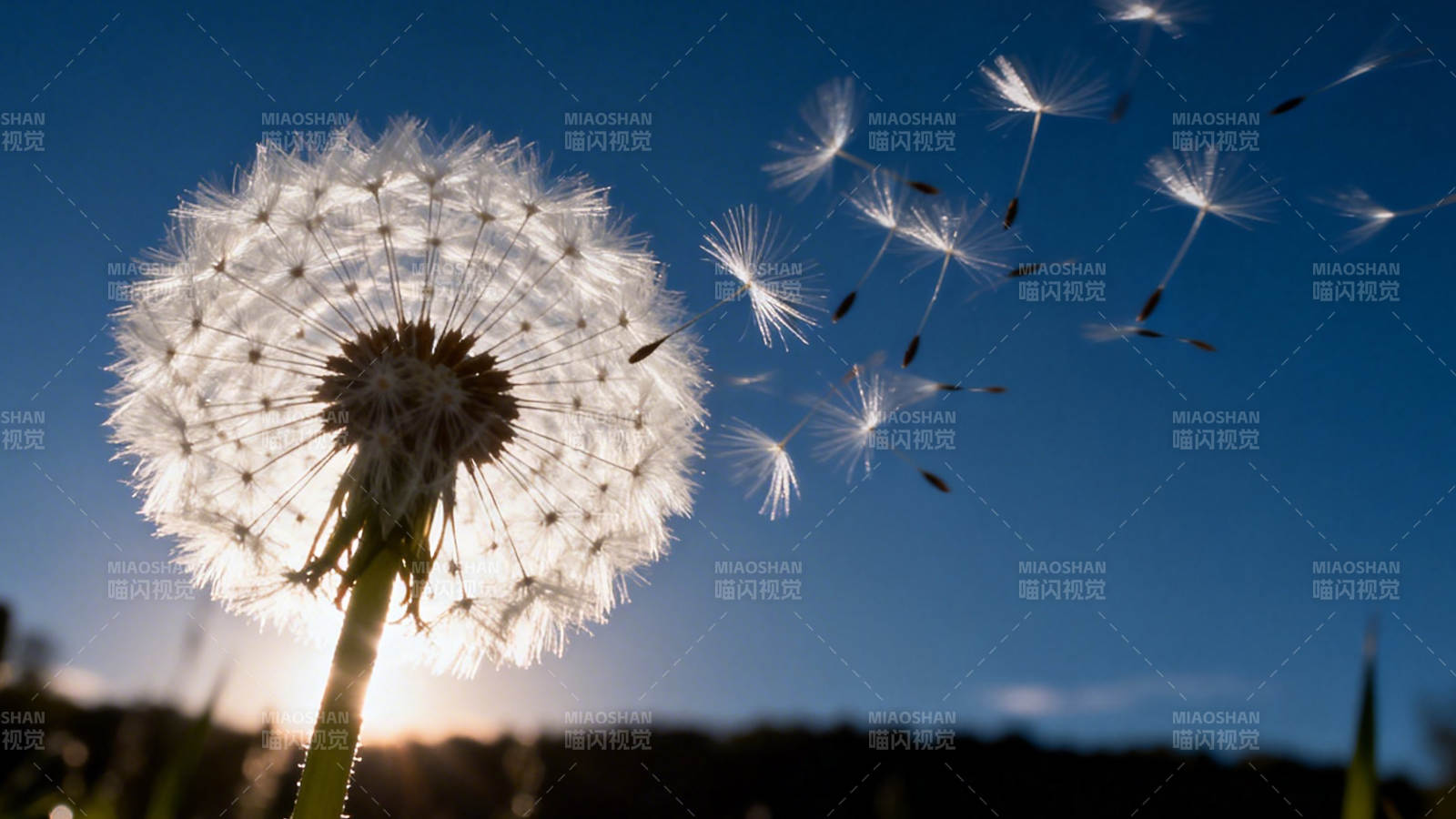 蒲公英随风飘散 梦想启航图片