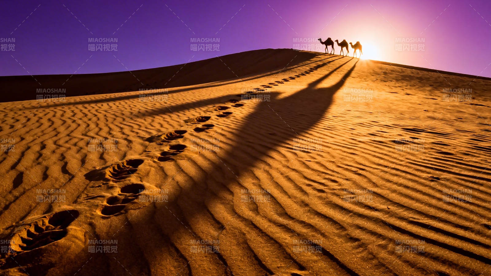 沙漠驼影 足迹向夕阳图片