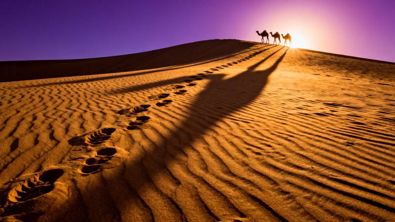 沙漠驼影 足迹向夕阳图片