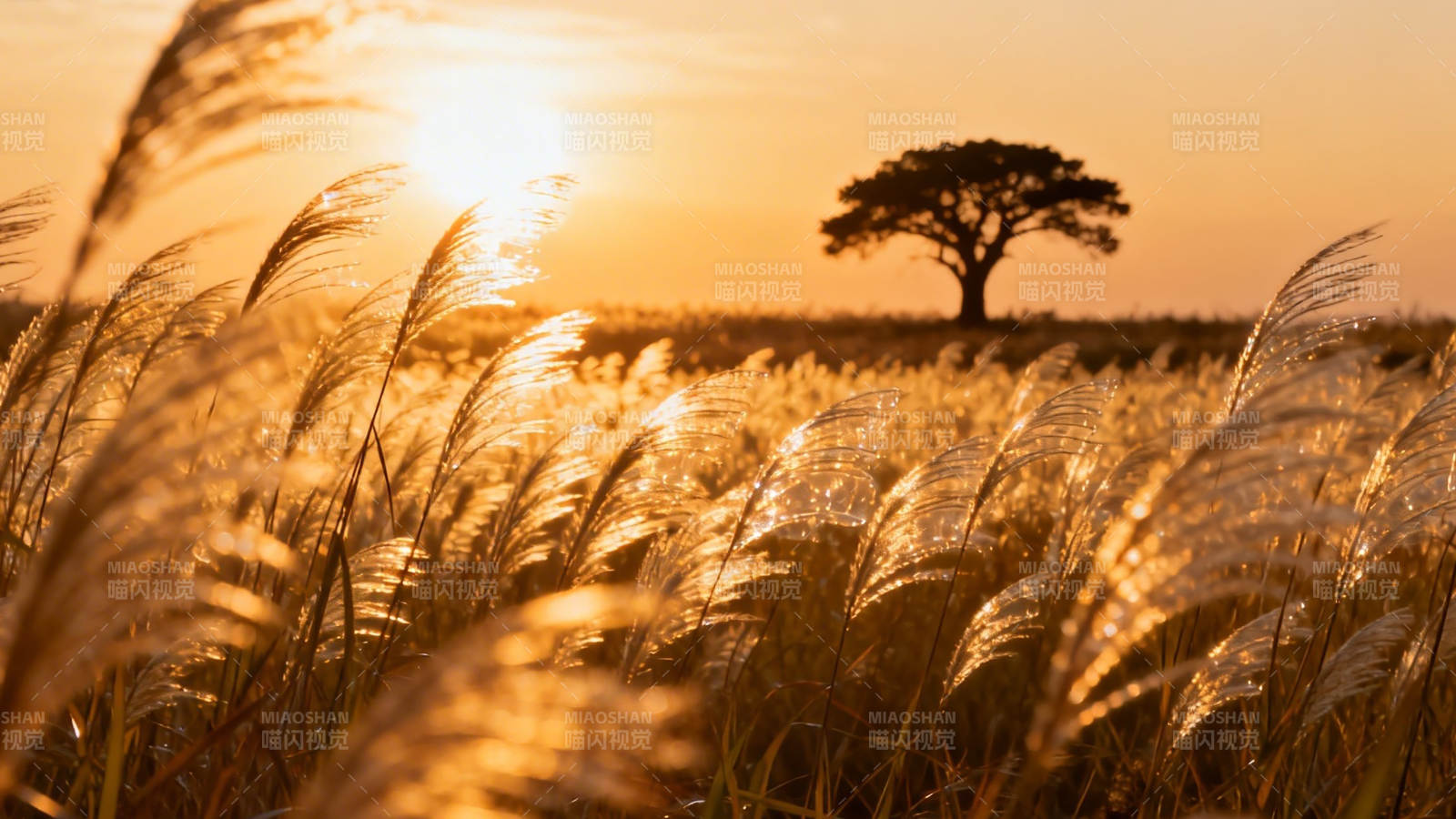 夕阳孤树 芦苇金浪图片