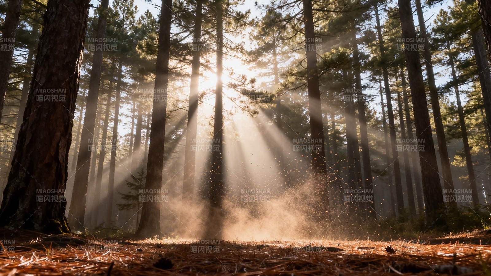 林间晨光 雾霭穿树隙图片