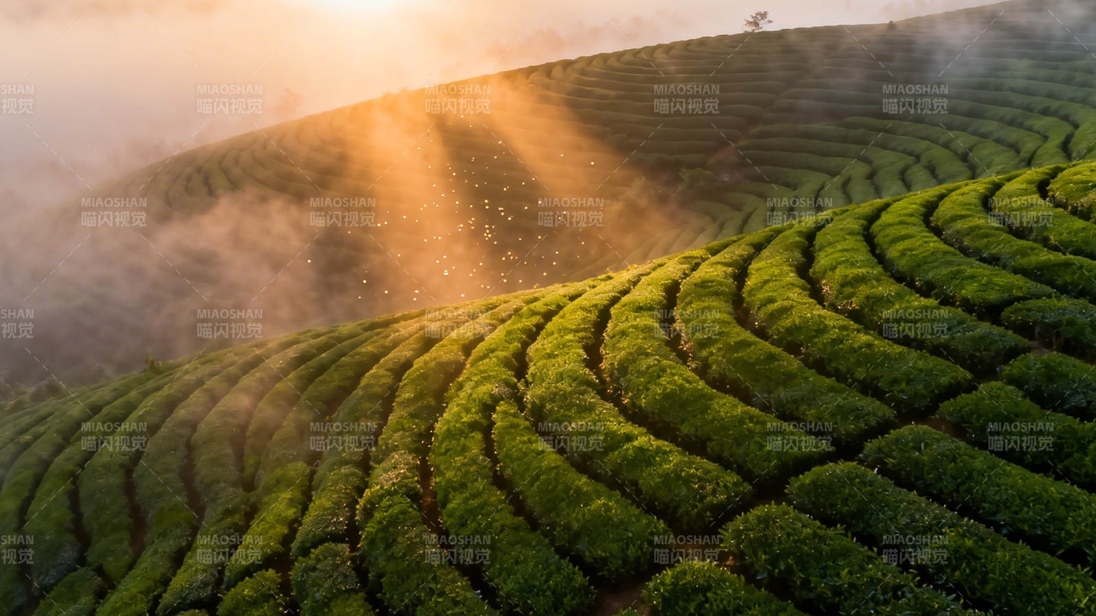 晨曦茶山 雾绕绿浪图片