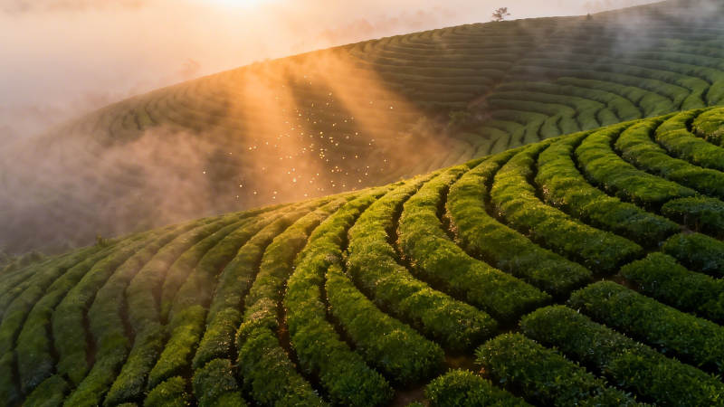 晨曦茶山 雾绕绿浪图片