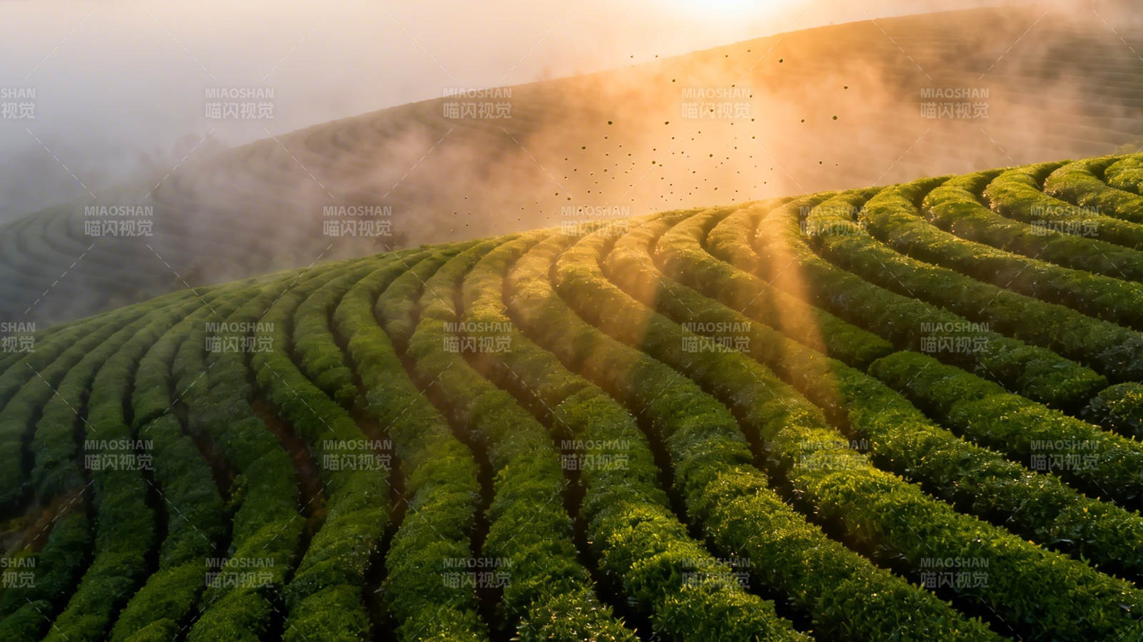 晨雾茶园 金光照绿浪图片