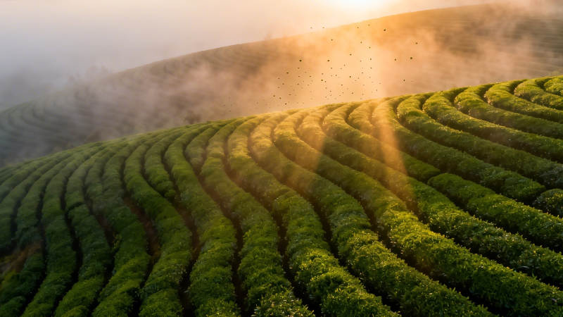 晨雾茶园 金光照绿浪图片