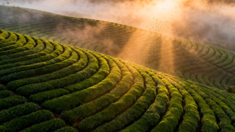 晨光洒茶山 雾绕梯田绿图片