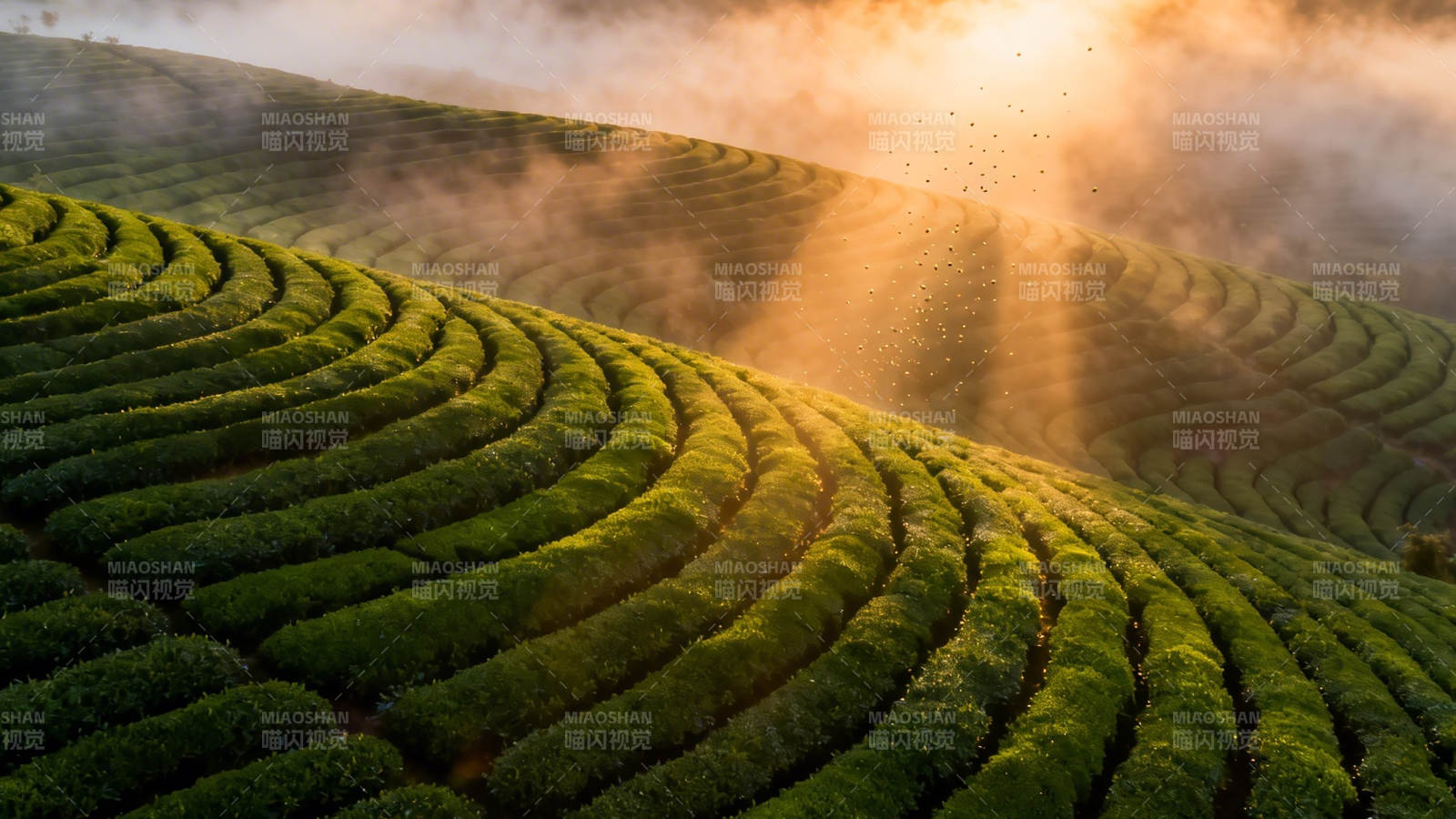 晨光洒茶山 雾绕梯田绿图片