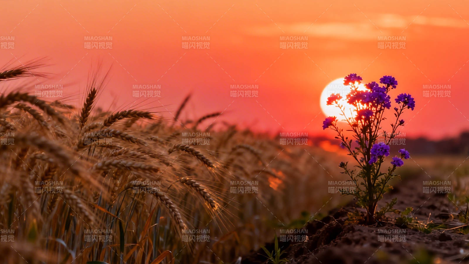 夕阳麦田紫花独艳图片