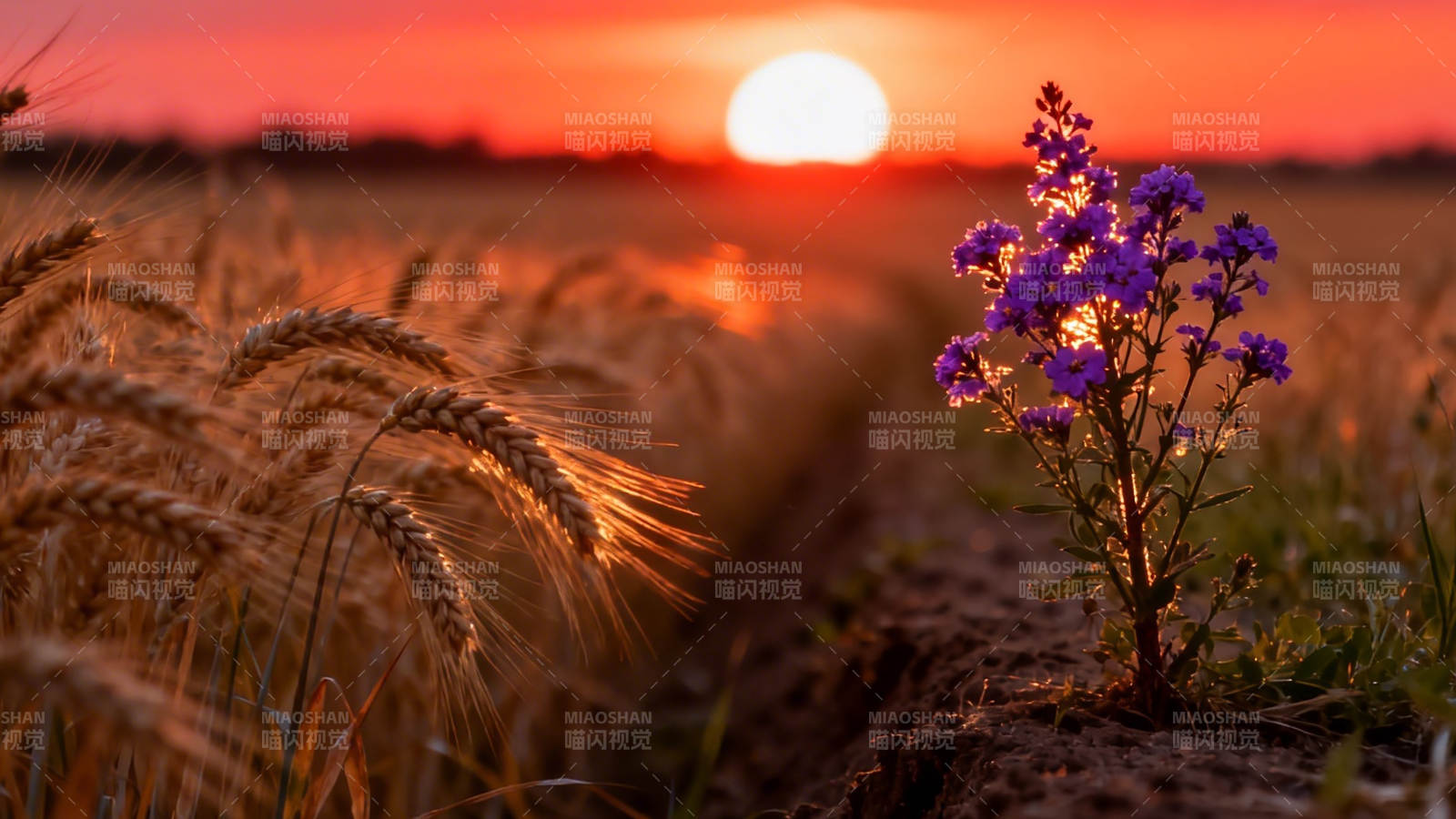 夕阳麦浪紫花艳图片