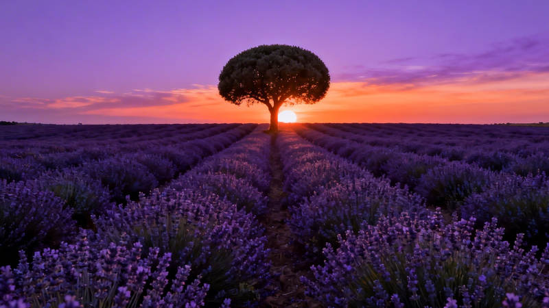 薰衣草田孤树迎夕阳图片