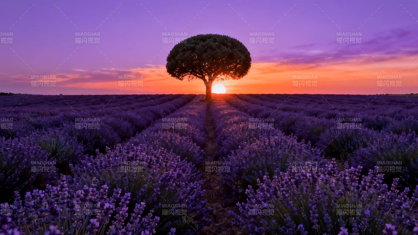 薰衣草田孤树迎夕阳图片