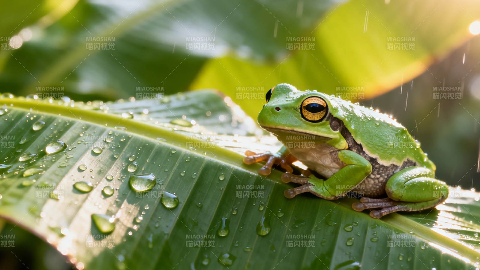 雨滴绿叶上的青蛙图片