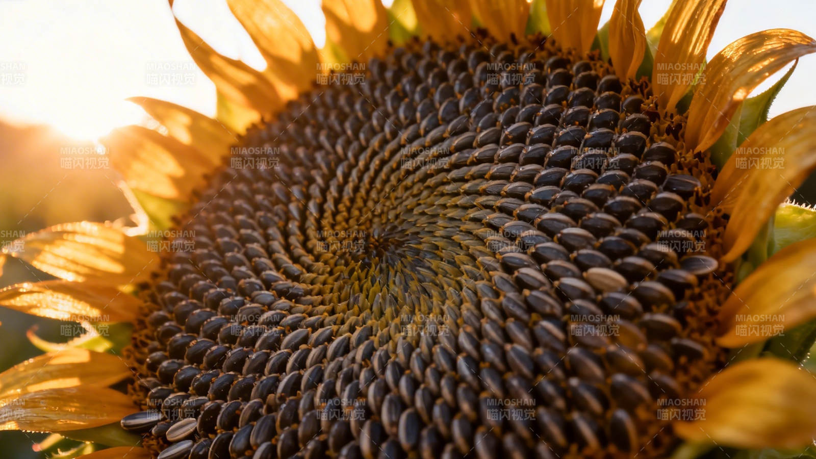 向日葵心 螺旋之美图片