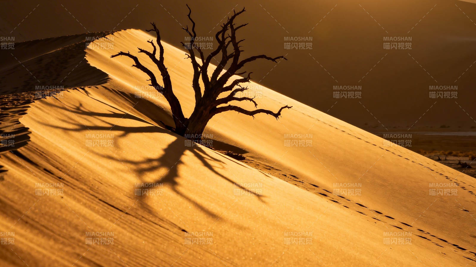 沙丘孤树 夕照长影图片