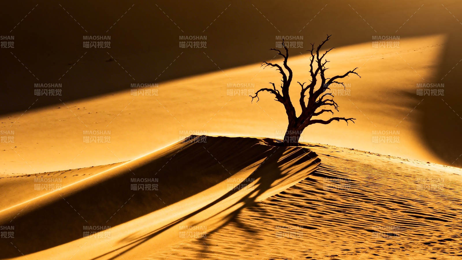沙漠孤树 金色黄昏剪影图片