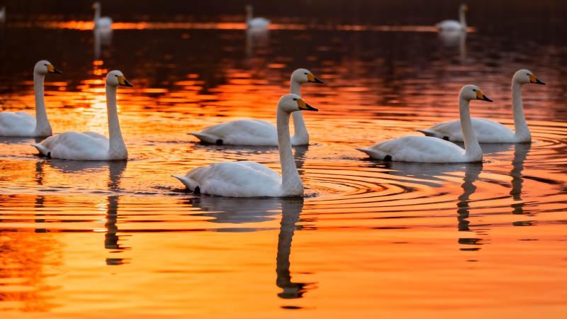 夕阳下天鹅游弋金波中图片