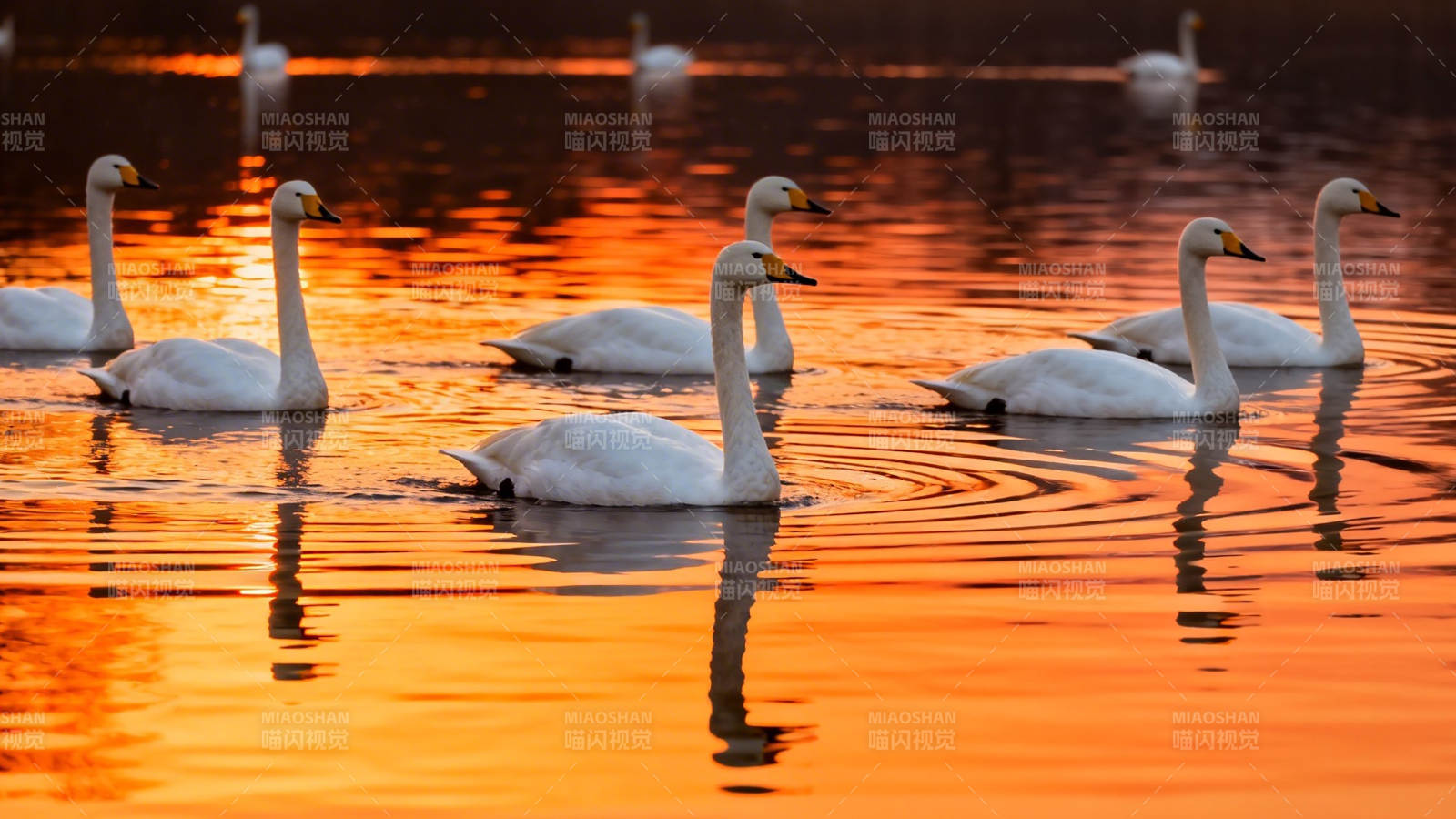 夕阳下天鹅游弋金波中图片