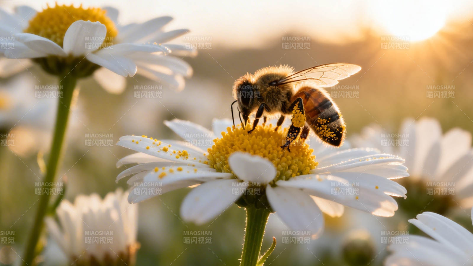 蜂采雏菊 夕照温柔图片