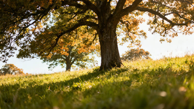 秋日暖阳下的老树与草地图片